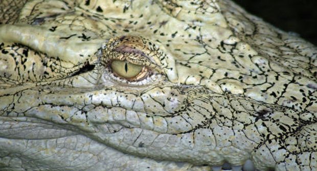 Krokodýl mořský: Nebezpečný surfař