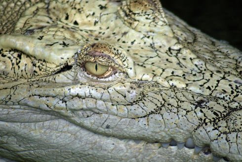Krokodýli využívají svého širokého plochého břicha k surfování.