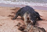 Čelisti smrti rozlomily i krunýř: Krokodýl si pochutnal na želvě!
