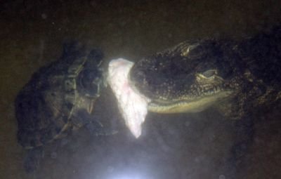 Menší aligátor musel o potravu zápasit s nečekaným soupeřem v podobě drzé a nebojácné želvy.