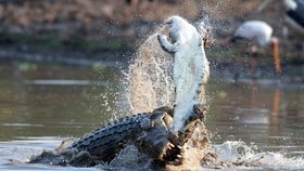 Krokodýli někdy zabíjejí i příslušníky vlastního druhu.