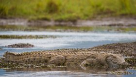 Krokodýlů žije v okolí zimbabwských řek mnoho.