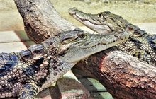 Rarita v zoo Protivín. Krokodýli západoafričtí: Jsou jediní v Česku!