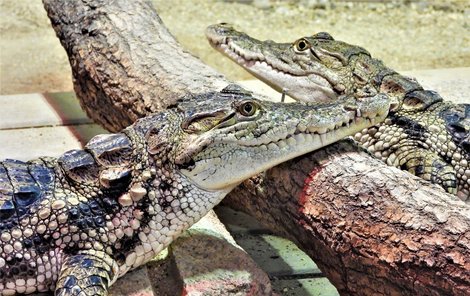 V teráriu protivínské zoo je nově k vidění pár mimořádně vzácných krokodýlů západoafrických. Krokodýli západoafričtí jsou v protivínské zoo chováni v teráriu společně s africkými tilápiemi, rybami příbuznými s naším okounem. Sami si tyto ryby loví.