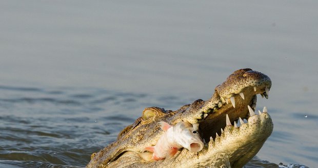 Desítky krokodýlů, kajmanů a aligátorů můžete vidět v Krokodýlí ZOO Praha.