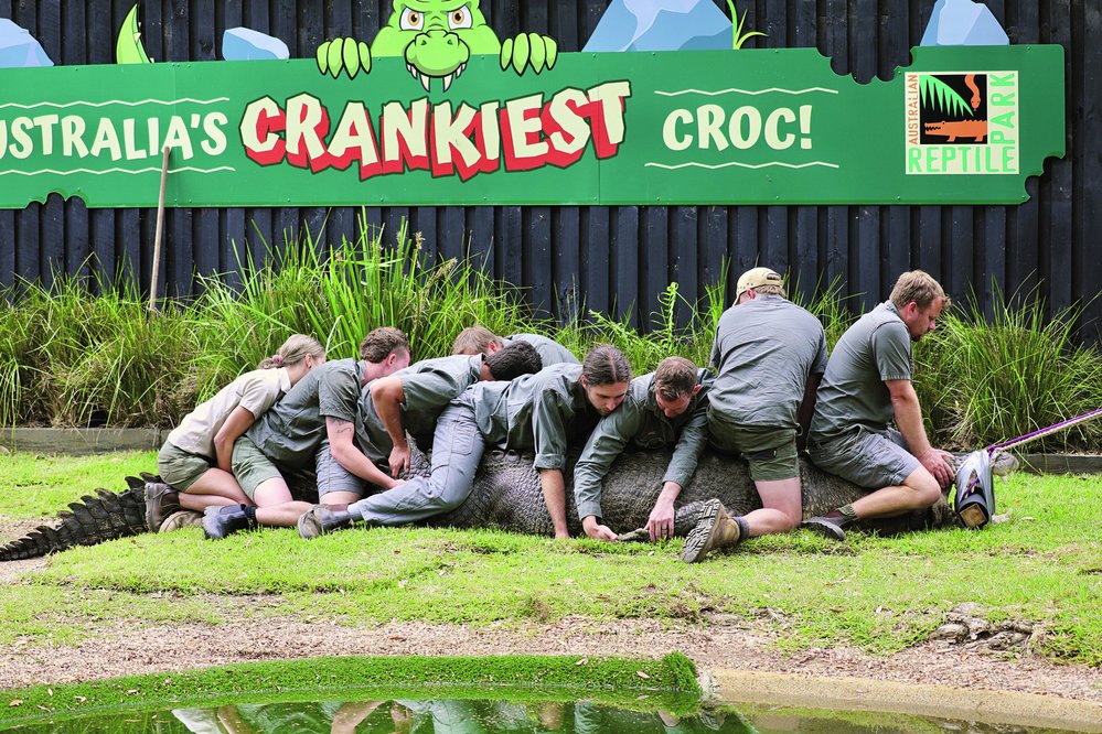 Australská zoo Reptile Park zaměřená na chov plazů musela krátce před Vánocemi vytrhnout pár zubů mořskému krokodýlovi jménem Elvis