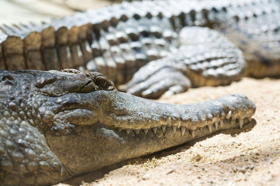 Ruská policie našla ve sklepě jistého petrohradského domu krokodýla nilského. (Ilustrační foto.)