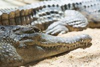 Nevšední domovní prohlídka: Ruská policie nalezla ve sklepě podezřelého pětimetrového krokodýla!