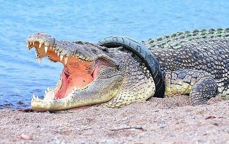 Krokodýl má gumu na krku čtvrtým rokem, hrozí mu smrt.