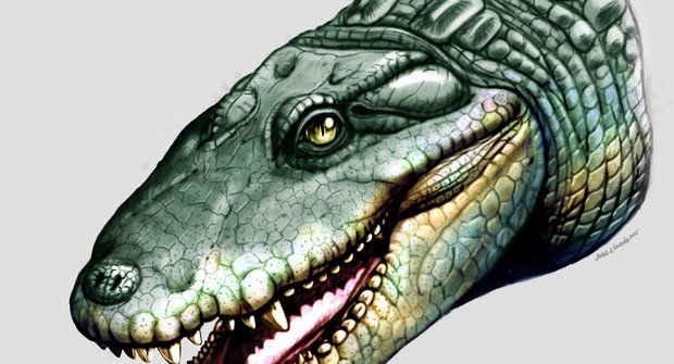Divný pravěký krokodýl s kulatými zuby