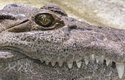 Krokodýli se objevili ve vodách před  240 až 220 miliony lety, dříve než dinosauři