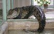 Pro žrádlo si téměř třiapůlmetrový a dvousetkilový Kuba vylezl na zavolání z vody a chvílemi se zdálo, že by se v dobrém rozmaru nechal i pohladit. „Pohladit lze, ale jenom jednou,“ upřesňuje majitel krokodýlí zoo. Každé zvíře spotřebuje zhruba 3 až 5 kilo masa za týden, což je relativně málo.