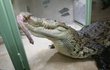 Syrové krůtí krky jsou pro protivínské krokodýly pochoutkou.
