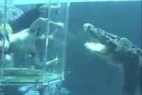 Nejnovější atrakce: Ponor mezi lidožravé krokodýly!