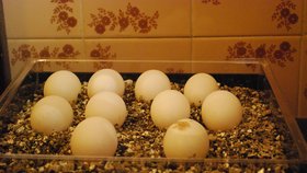 V inkubátoru je celkem deset oplodněných vajíček. Nový přírůstky se mají objevit už před Vánocemi