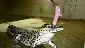 Nejraději si krokodýli pochutnávají na kuřecím mase. V tlamě zmizí během pikosekundy.