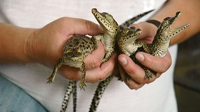Procházkovi se jako prvnímu v Evropě podařilo odchovat mláďata kubánského krokodýla