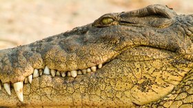 Ruská policie našla ve sklepě jistého petrohradského domu krokodýla nilského. (Ilustrační foto.)
