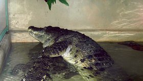 Taková je krokodýlí láska. Samci se jeho nová partnerka moc líbí.