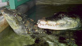 Krokodýli v Protivíně: K sexu potřebují publikum!