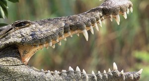 Zvířata u zubaře: V krokodýlí tlamě