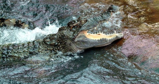 Krokodýl v Ugandě sežral matku i s dítětem. (Ilustrační foto)