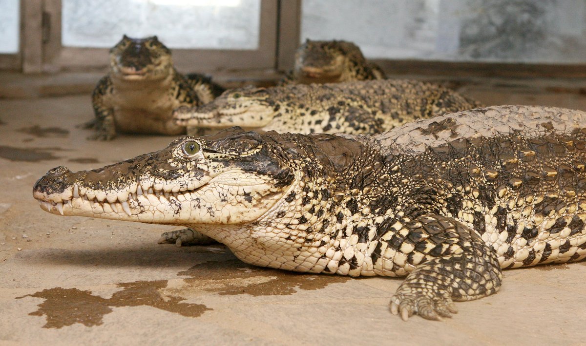 V protivínské krokodýlí zoo se podařilo rozmnožit vymírající druhy predátorů – například krokodýla kubánského