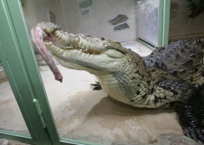 Syrové krůtí krky jsou pro protivínské krokodýly pochoutkou.