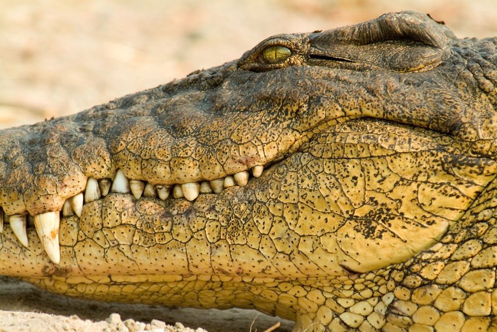 Izrael se obává pohromy v podobě přemnožených krokodýlů v řece Jordán (ilustrační foto)