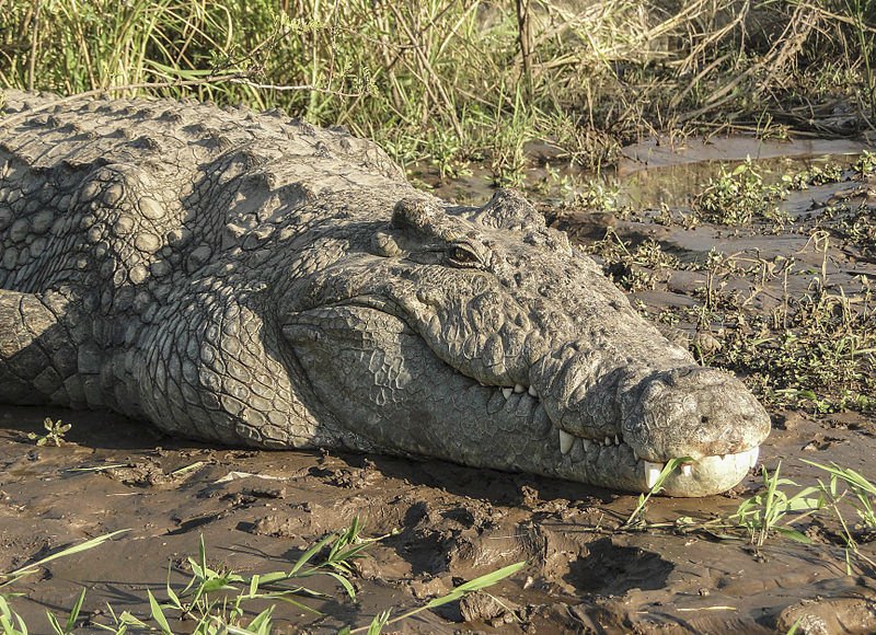 Izrael se obává pohromy v podobě přemnožených krokodýlů v řece Jordán (ilustrační foto)