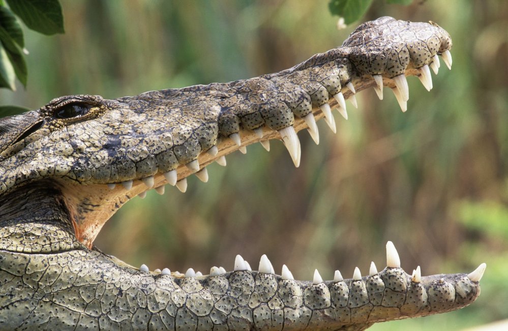 Dvorním ptačím zubařem krokodýla nilského je kulík nilský