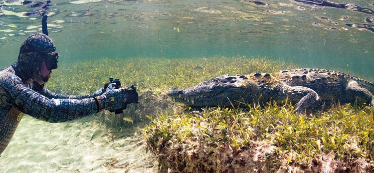 Krokodýl mořský je největším a nejnebezpečnějším plazem