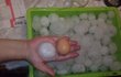 Kroupy o velikosti slepičího vejce chytali například v Dobříši.