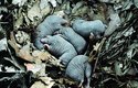 Na jaře samička ve vystlané hnízdní komoře porodí až 7 mláďat