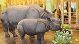 Nosorožčí holčička Růženka přibrala čtvrt tuny: Ke křtinám dostala dort ze zeleniny