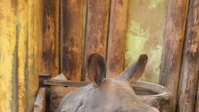 Křtiny nosorožčího mláděte Růženky v plzeňské zoo