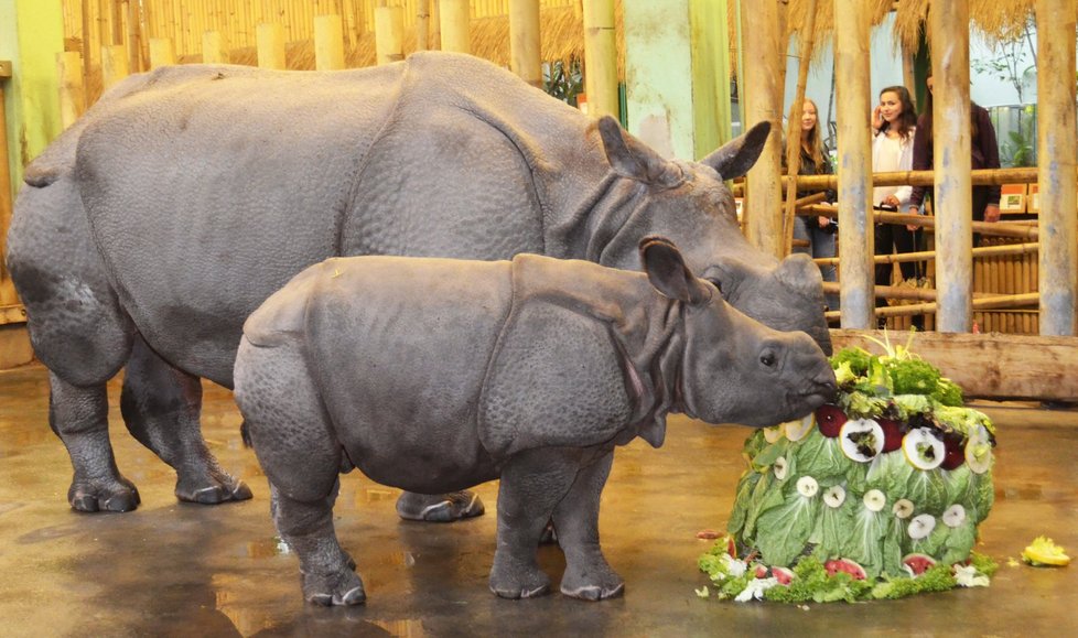 Křtiny nosorožčího mláděte Růženky v plzeňské zoo (29.6.2017)