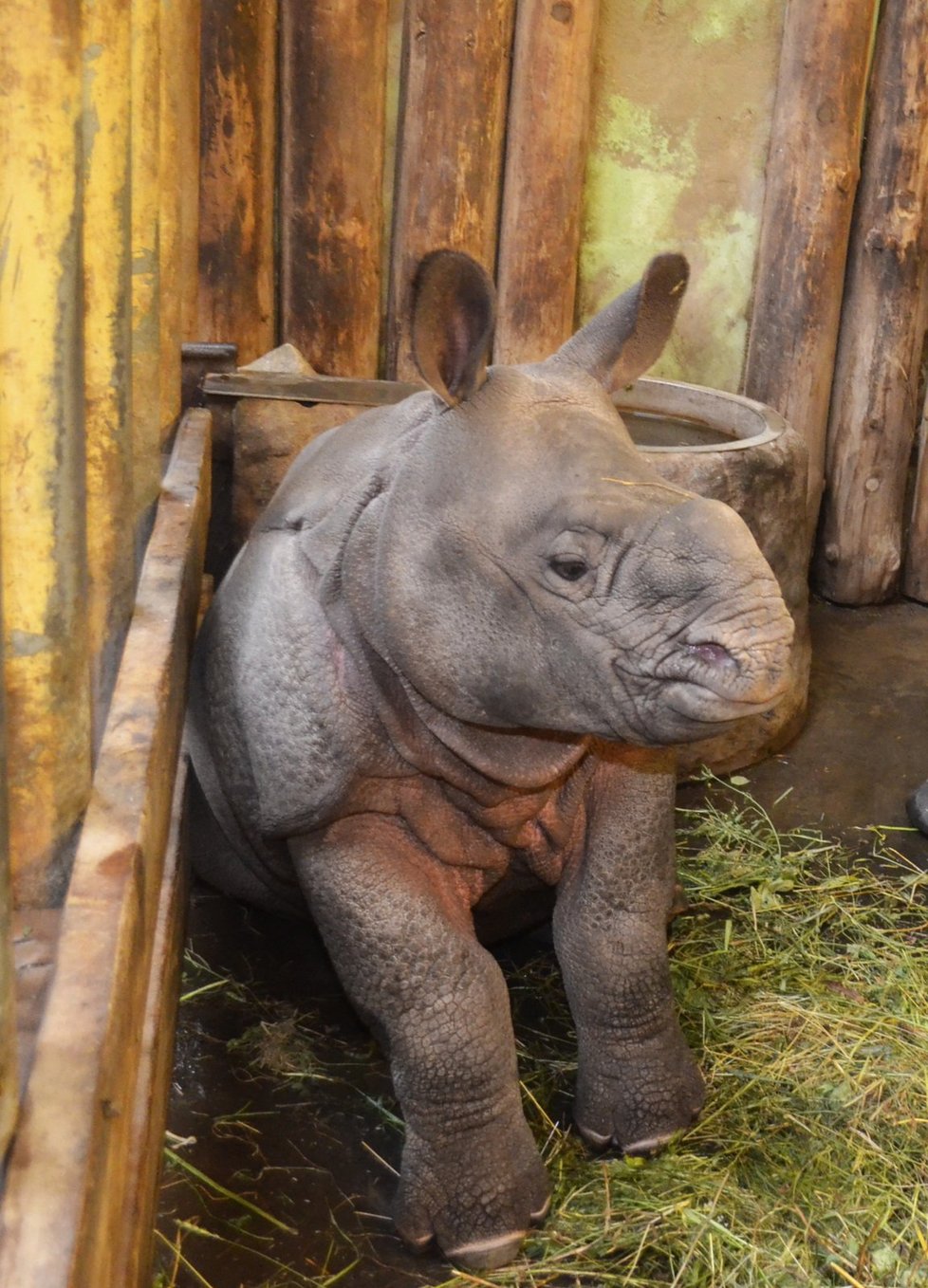 Křtiny nosorožčího mláděte Růženky v plzeňské zoo