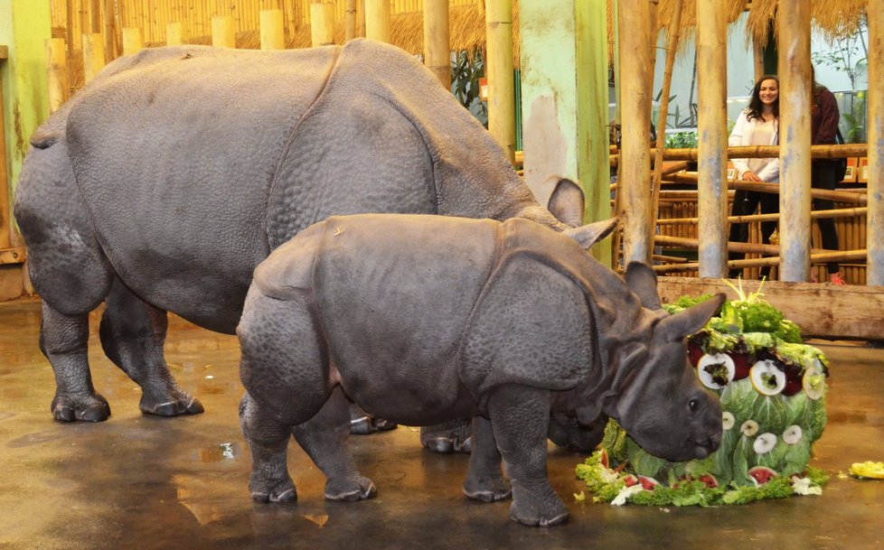 Křtiny nosorožčího mláděte Růženky v plzeňské zoo