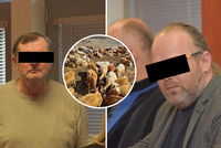 Otřesné týrání krav na Chomutovsku: Soud poslal do vězení dva muže