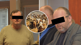 Otřesné týrání krav na Chomutovsku: Soud poslal do vězení dva muže