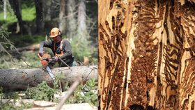 Loni v Česku došlo k rekordní těžbě kůrovcového dřeva.