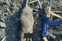 Rusové mají na Donbasu problém: Jejich zákopy jsou zamořeny obřími krysami a potkany