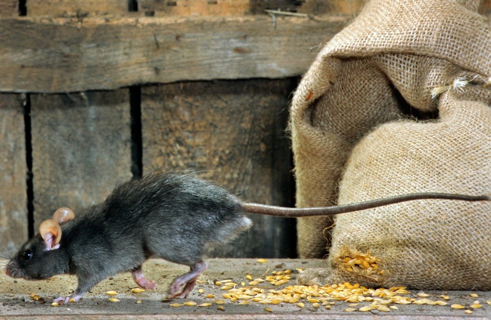 Krysy se řadí mezi invazivní druhy.