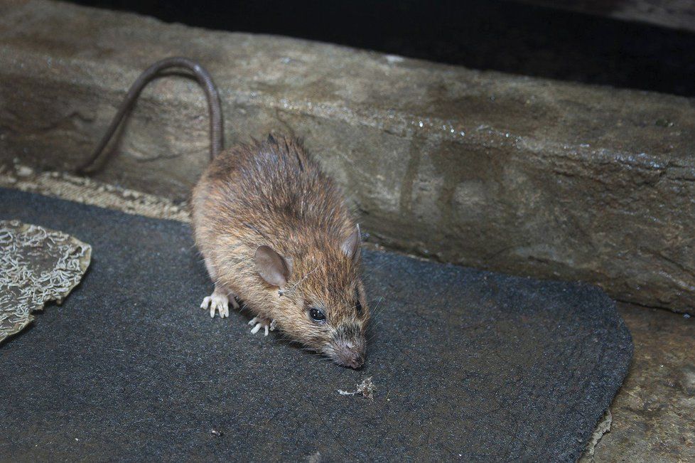 Krysy mohou přenášet řadu vážných nemocí (ilustrační foto)