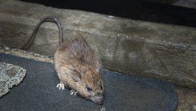 Susan Treftub (43) napadla v Londýně stovka myší - ilustrační foto