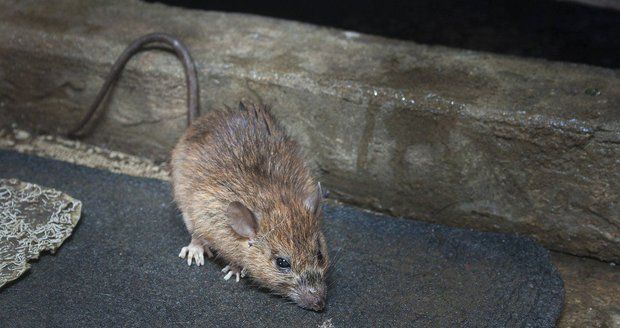 Susan Treftub (43) napadla v Londýně stovka myší - ilustrační foto