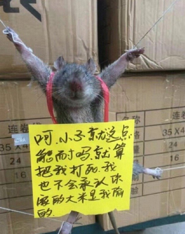 Majitel obchodu veřejně mučil krysu, jelikož mu kradla rýži.
