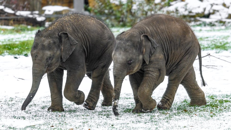 Slonicím Tamaře i Janitě se narodily samičky, což je skvělá zpráva pro budoucnost chovu slonů indických v Zoo Praha. S Lakunou a Amalee čítá celá skupina již devět členů. Slony chová pražská zoo od roku 1933