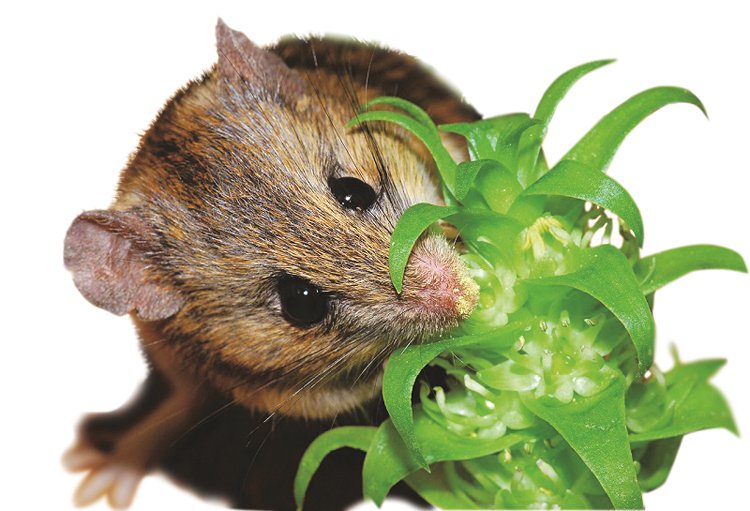 Opylování jihoafrických rostlin rodu Massonia obstarávají místní krysy namaquejské (Aethomys namaquensis)